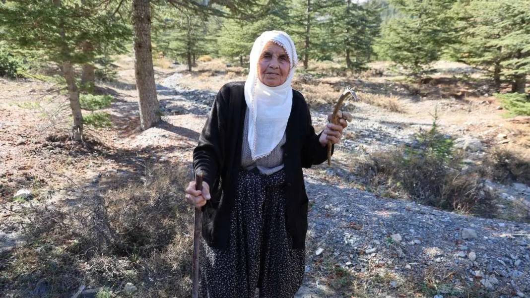 Toroslar’ın Beyaz Altını Japonya Yolcusu: Fiyatı Dudak Uçuklattı! 7